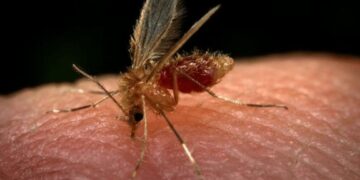 Casos de leishmaniose aumentam 19,75% no Amazonas, aponta dado da FVS