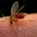 Casos de leishmaniose aumentam 19,75% no Amazonas, aponta dado da FVS