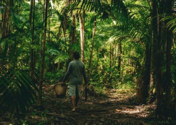 Dia da Amazônia: como a marca mais sustentável do mundo transforma biodiversidade da floresta em inovação para a indústria da beleza