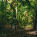 Dia da Amazônia: como a marca mais sustentável do mundo transforma biodiversidade da floresta em inovação para a indústria da beleza