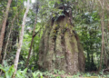 Amazonas ganha quatro reservas de desenvolvimento sustentável