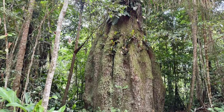 Amazonas ganha quatro reservas de desenvolvimento sustentável