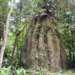 Amazonas ganha quatro reservas de desenvolvimento sustentável