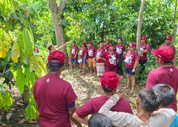 Rio Madeira: Cultivo de cacau une geração de renda e diversidade da floresta
